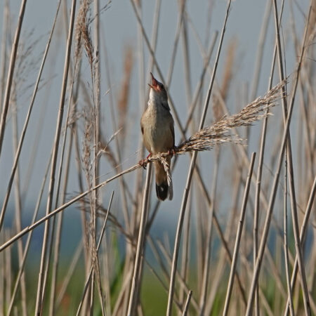 Snor (Peizerweering)