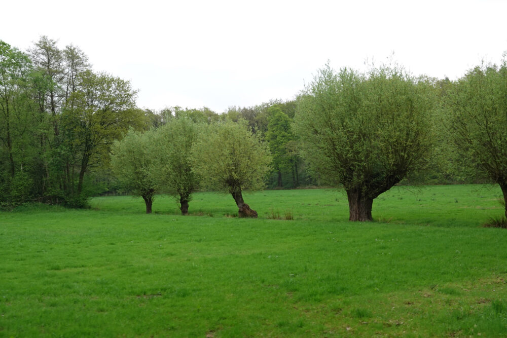 Soerense Broek