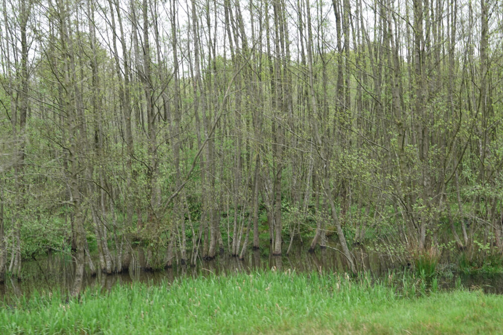 Soerense Broek