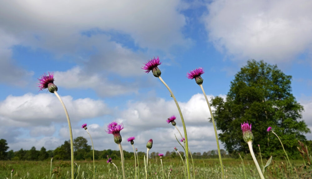 Spaanse ruiters op het Eexterveld