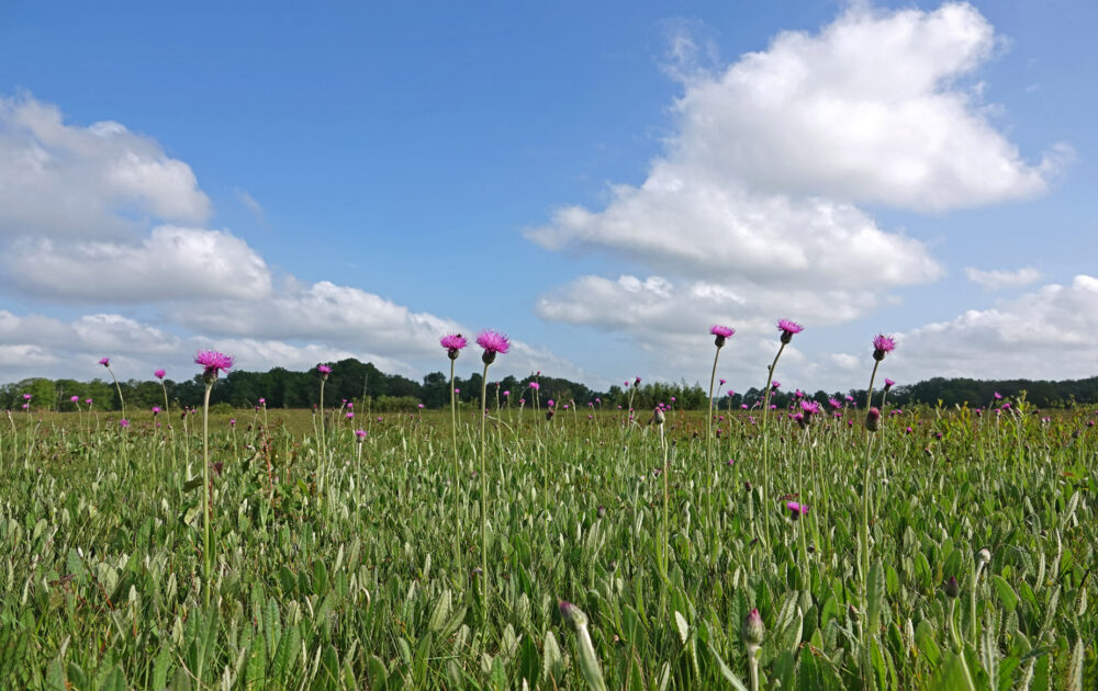 Spaanse ruiters op het Eexterveld