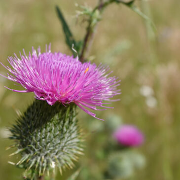 Speerdistel