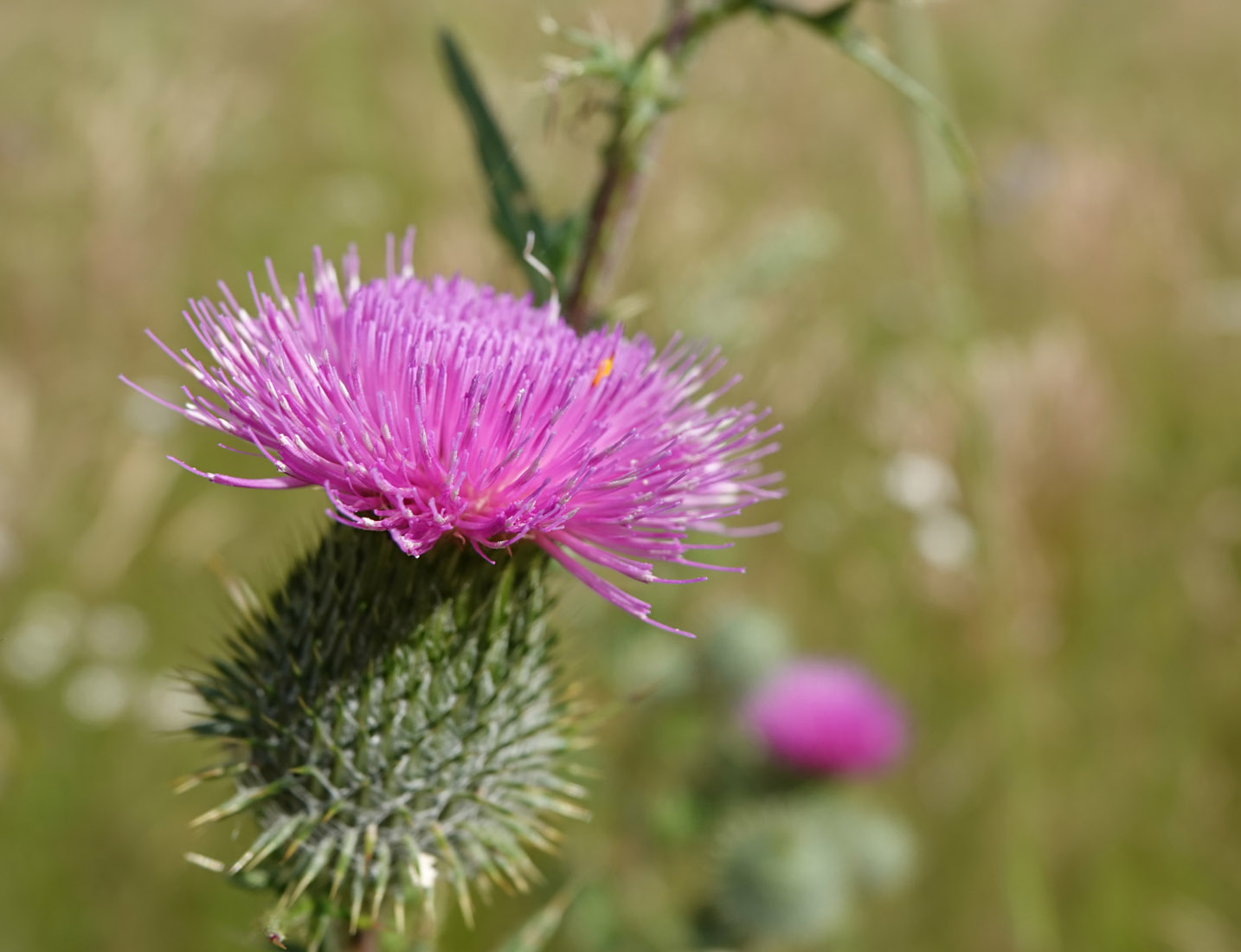 Speerdistel