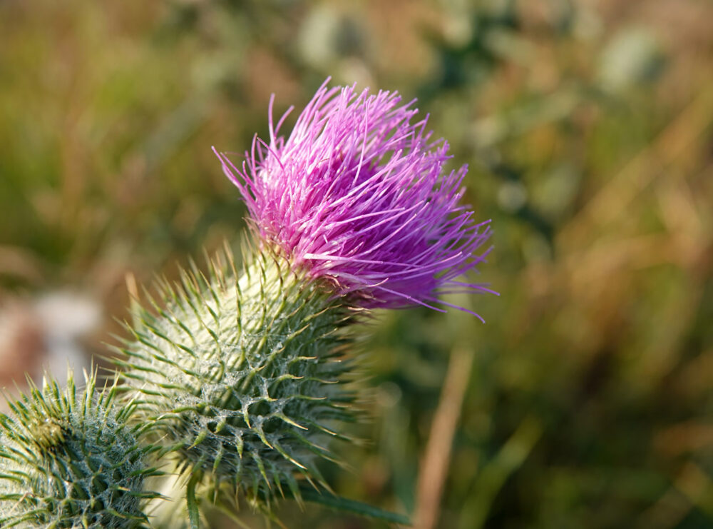 Speerdistel