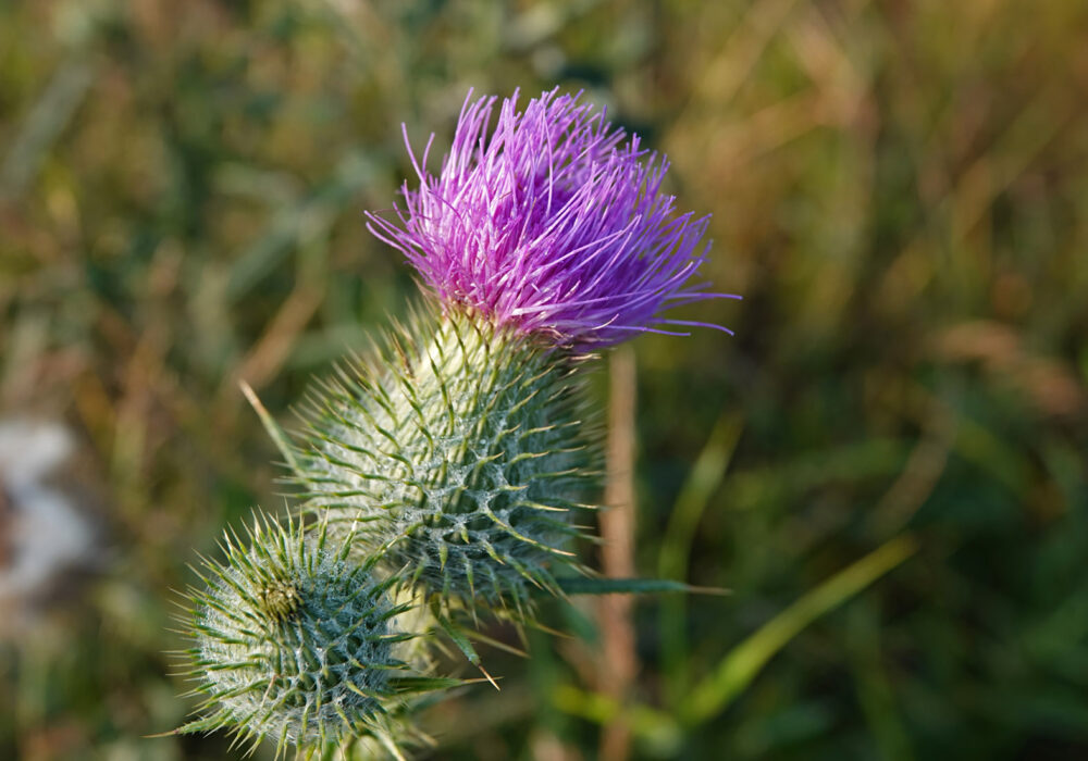 Speerdistel