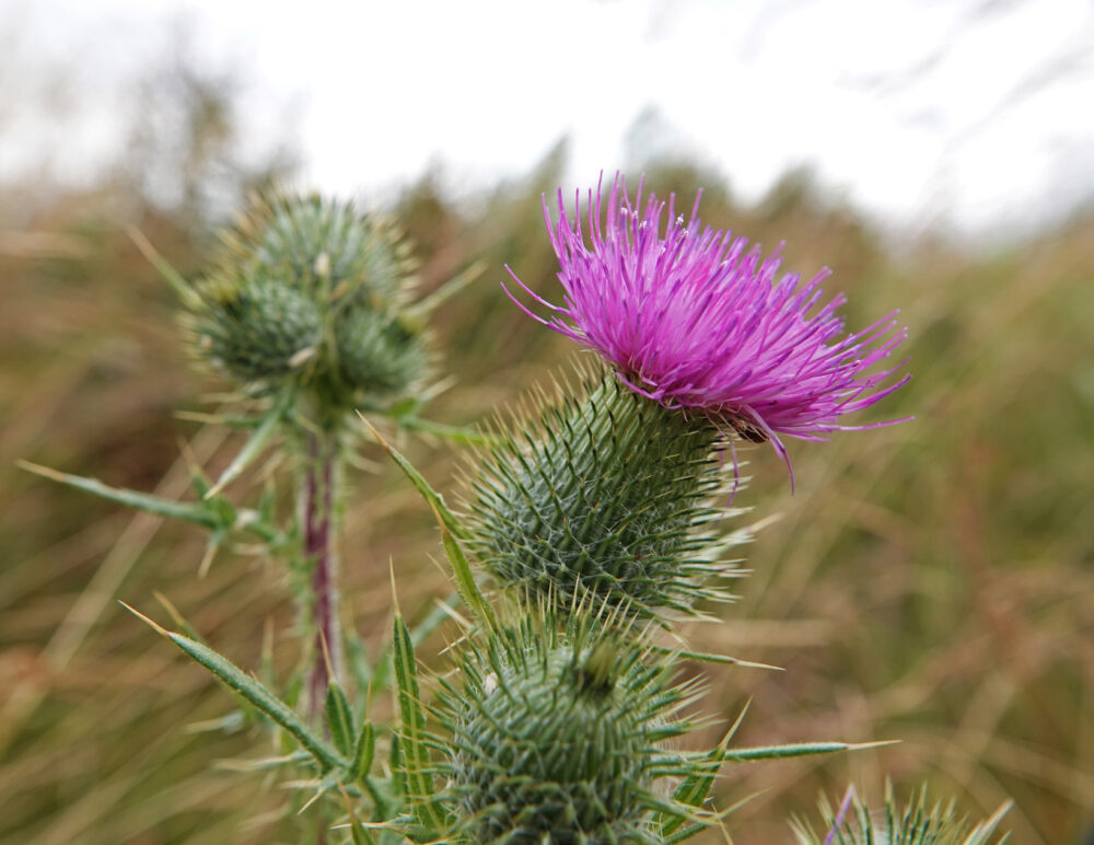 Speerdistel