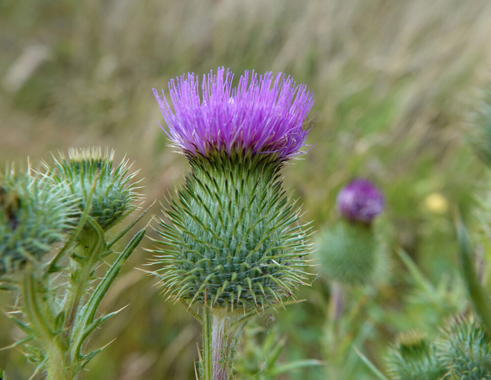Speerdistel