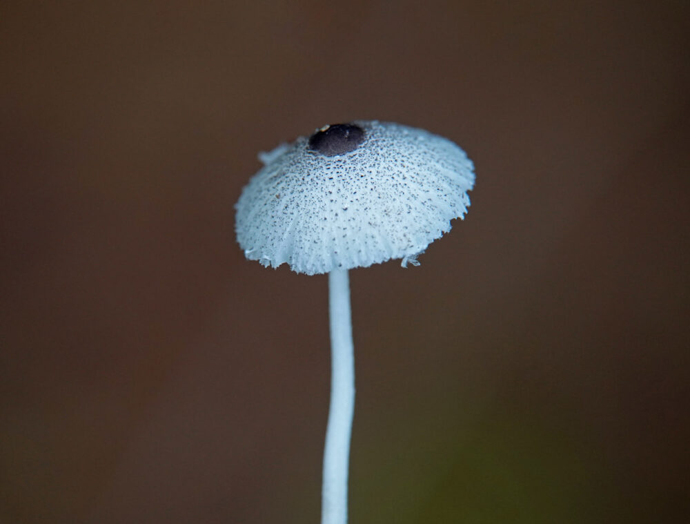 Spikkelplooiparasol