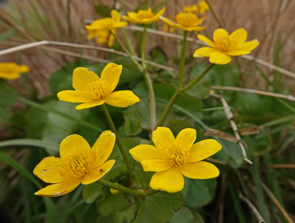 Spindotterbloem