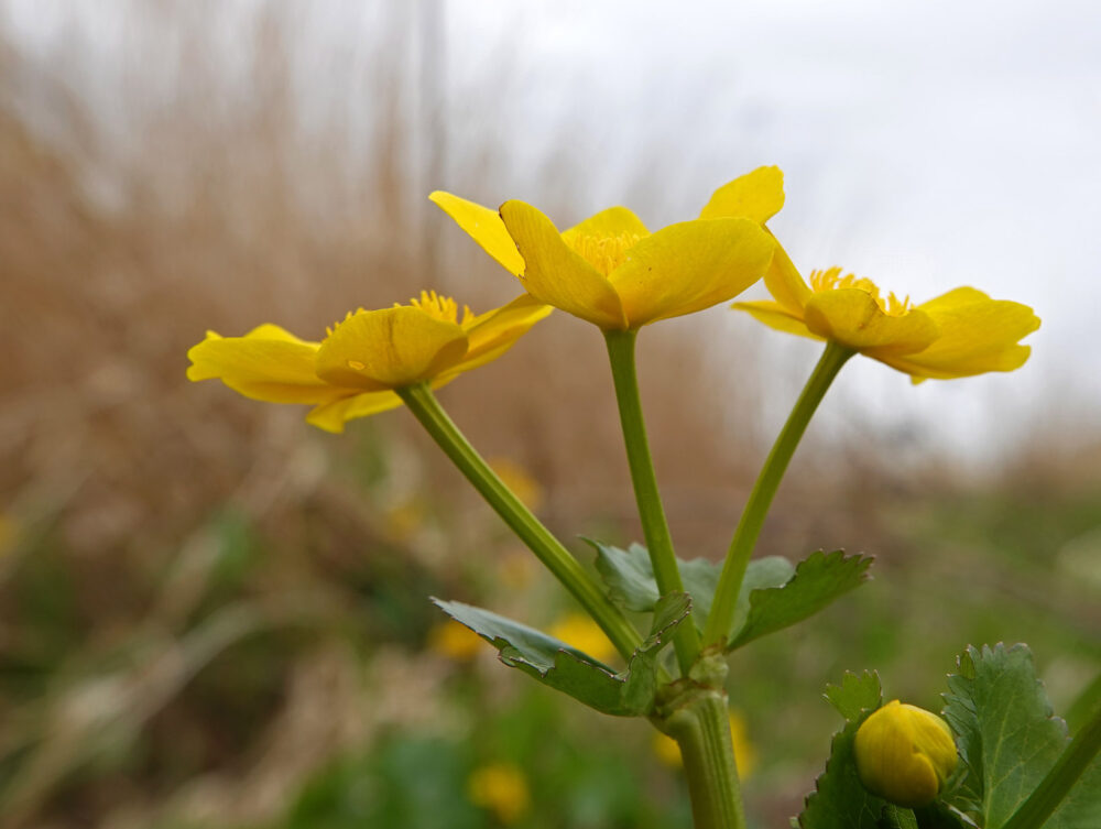 Spindotterbloem