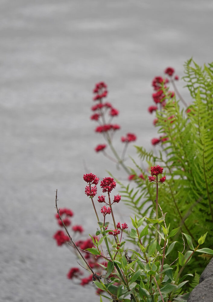 Spoorbloem