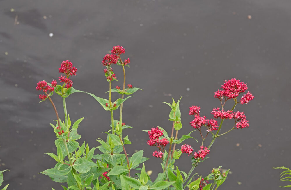 Spoorbloem