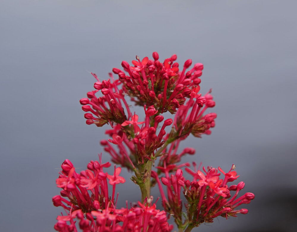 Spoorbloem