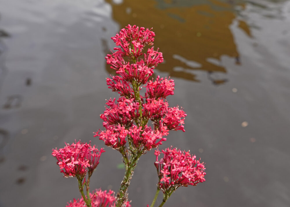 Spoorbloem