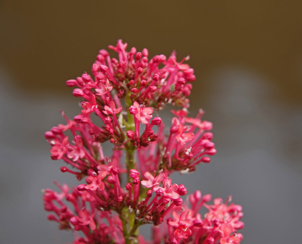 Spoorbloem