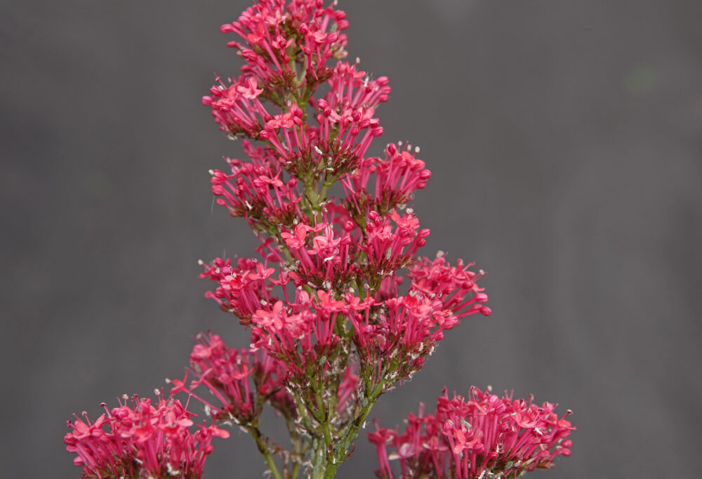 Spoorbloem