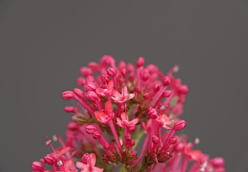 Spoorbloem