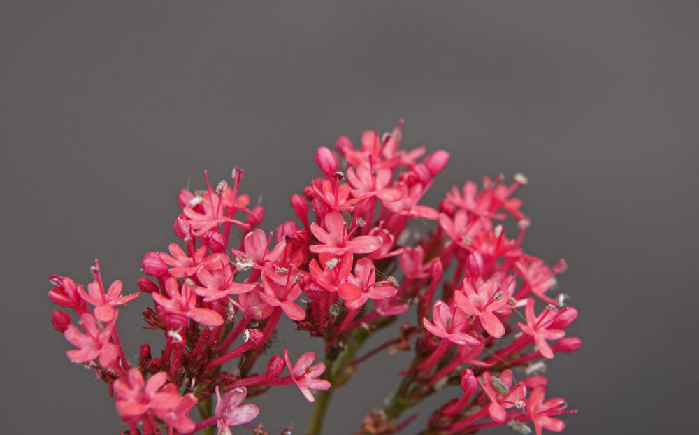 Spoorbloem