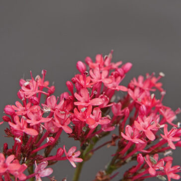 Spoorbloem