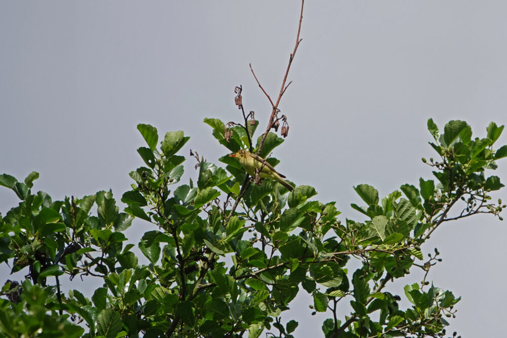 Spotvogel