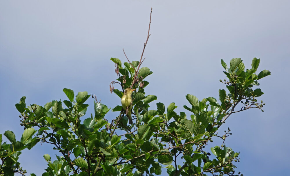 Spotvogel