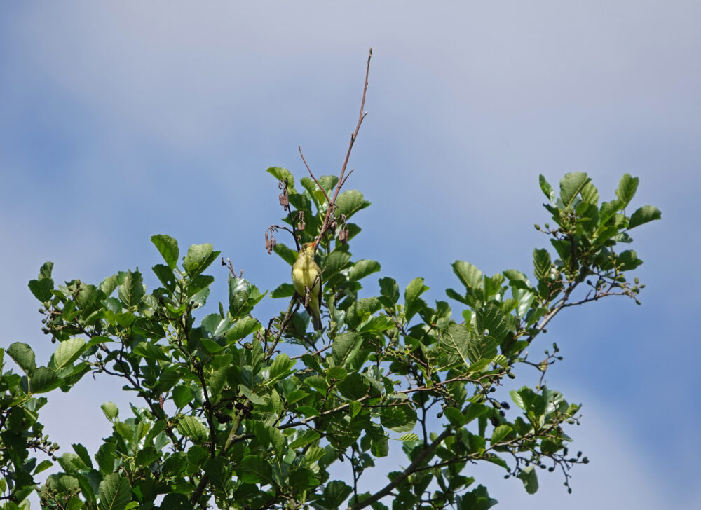 Spotvogel