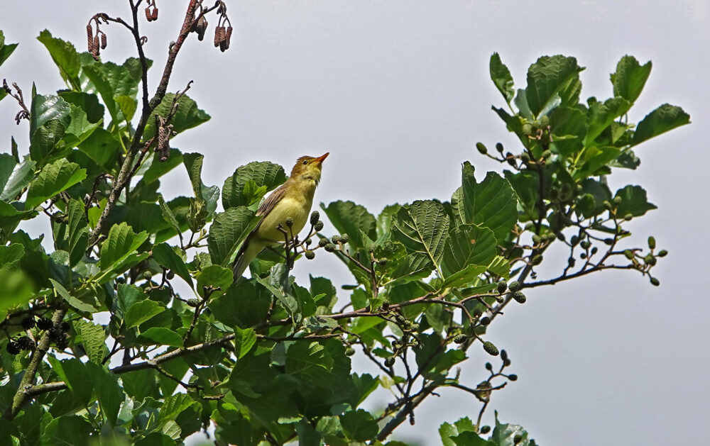 Spotvogel