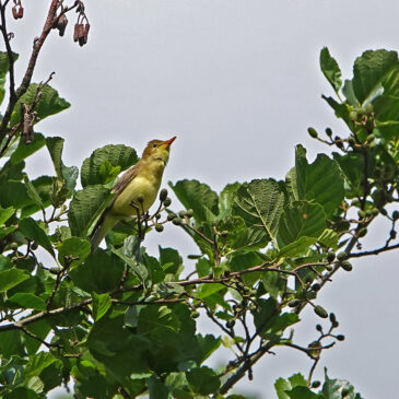 Spotvogel