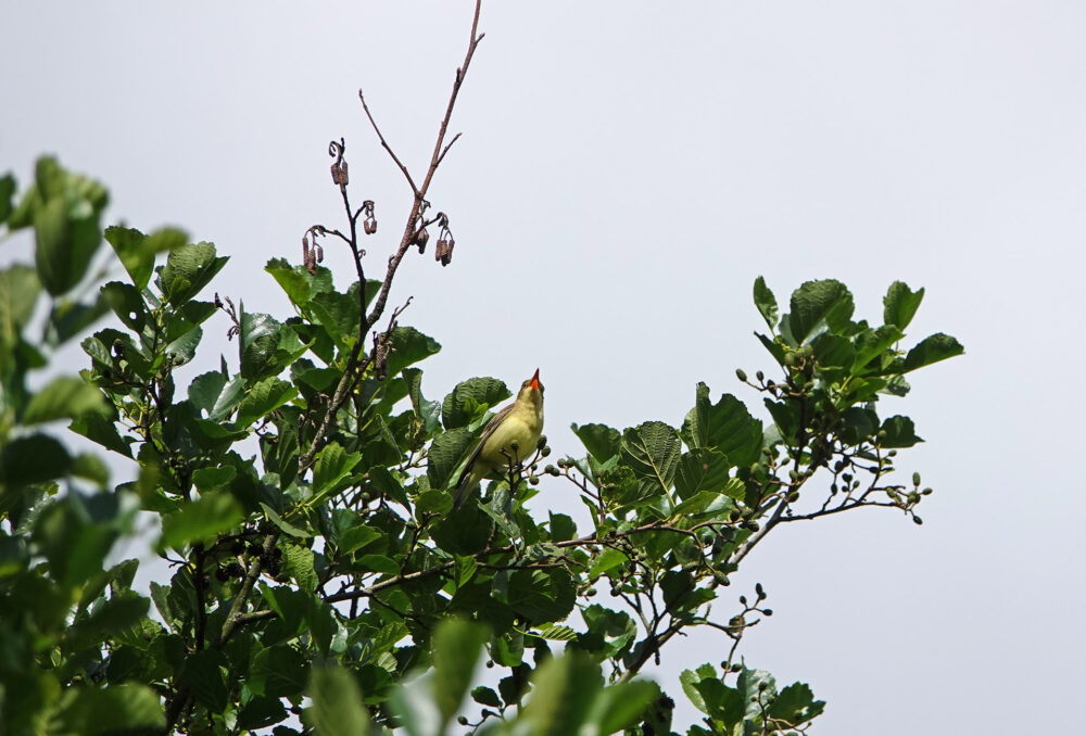 Spotvogel