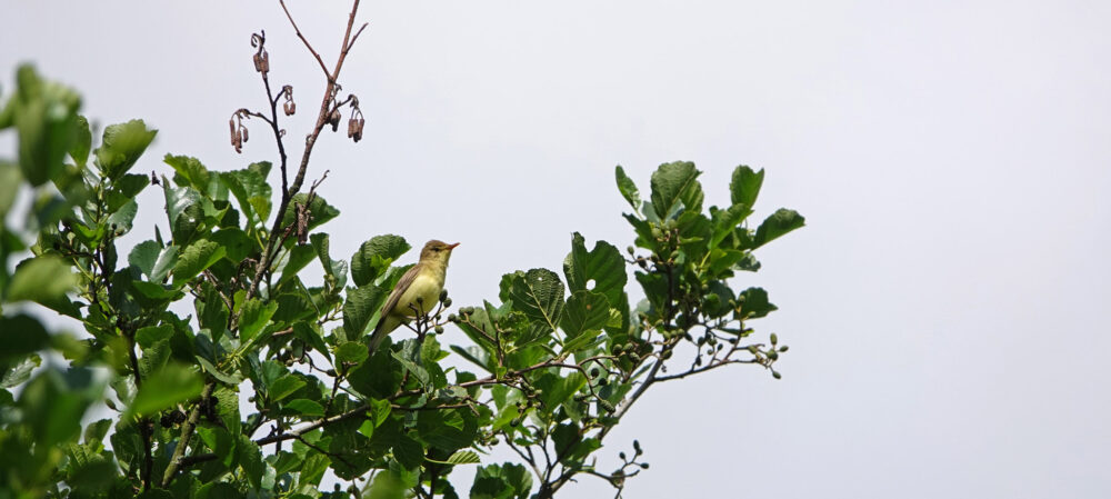 Spotvogel