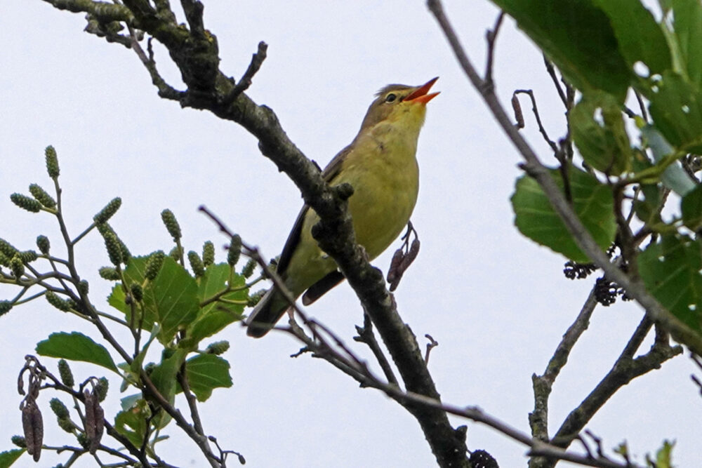 Spotvogel