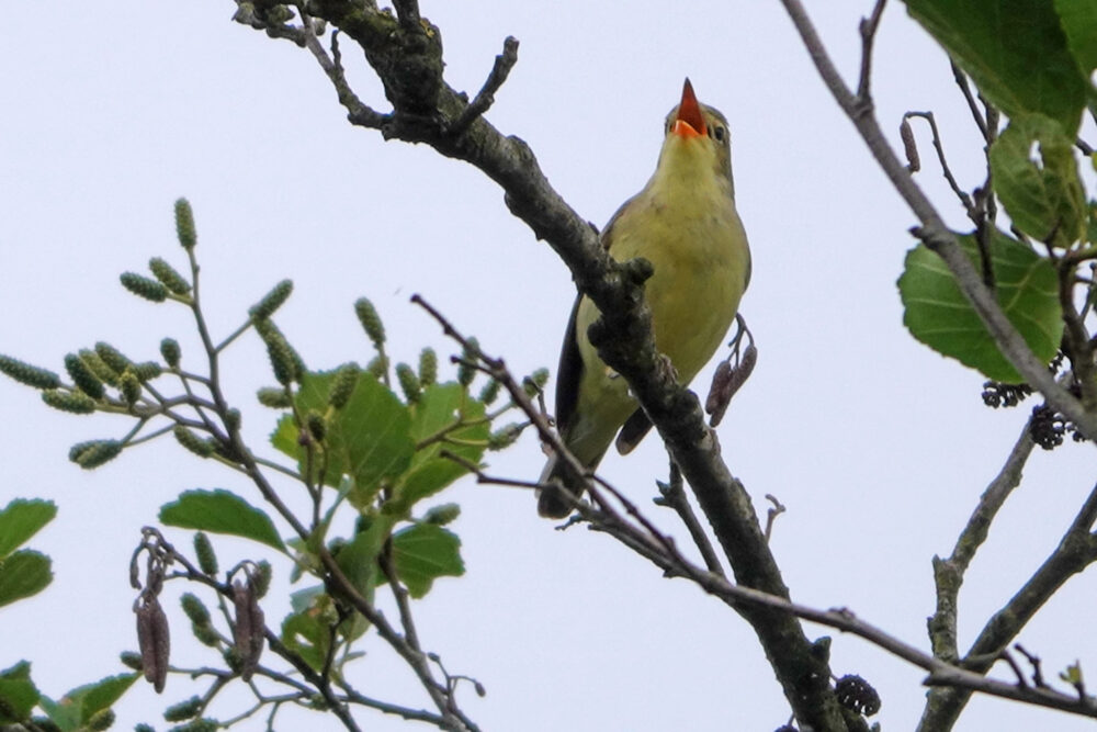 Spotvogel