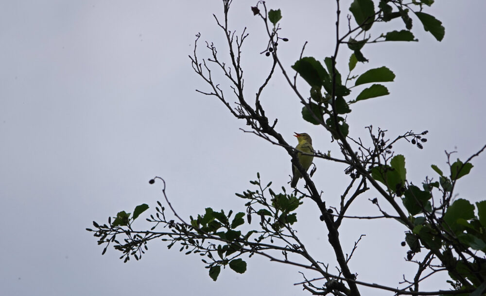 Spotvogel