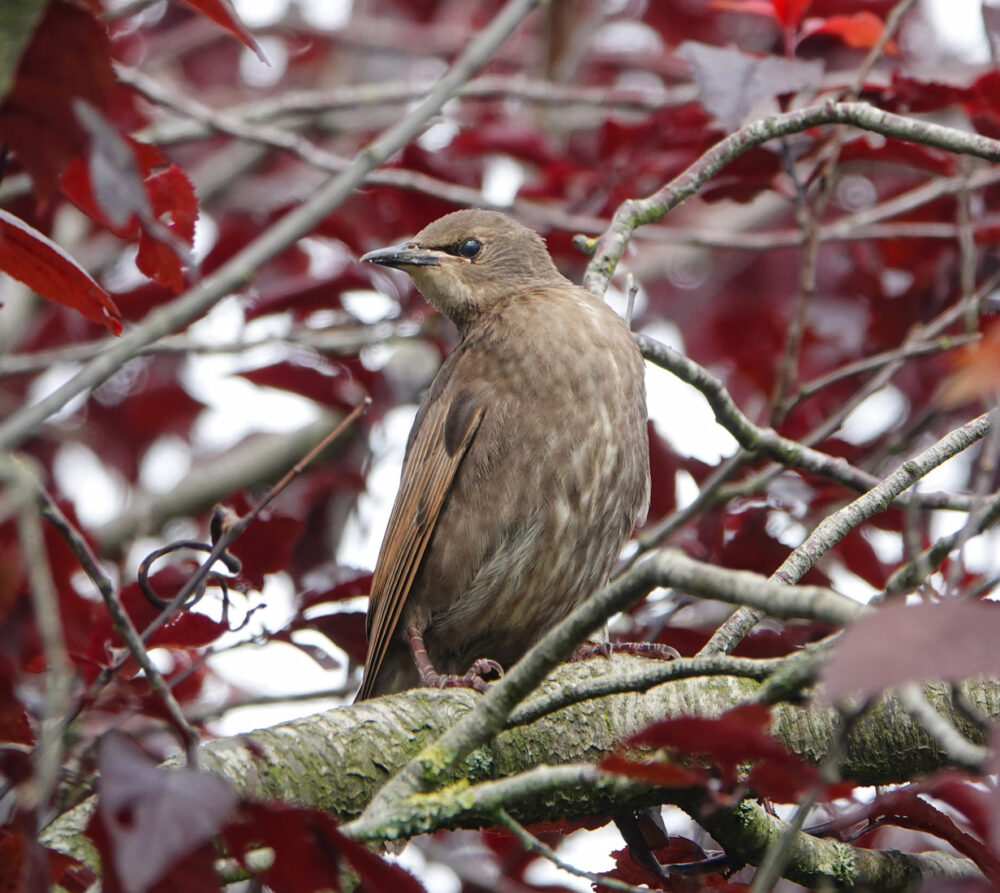 Spreeuw (juveniel)