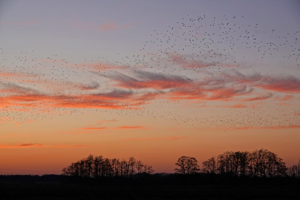 Spreeuwen boven Weeringsbroeken (Onlanden)
