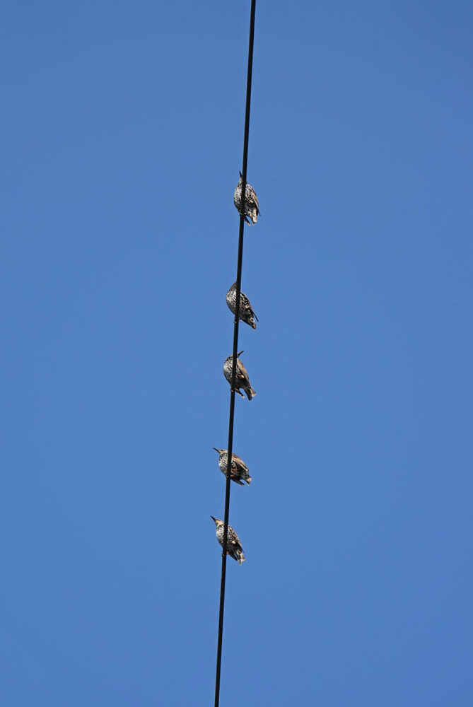 Spreeuwen op hoogspanningskabel (Onlanden)