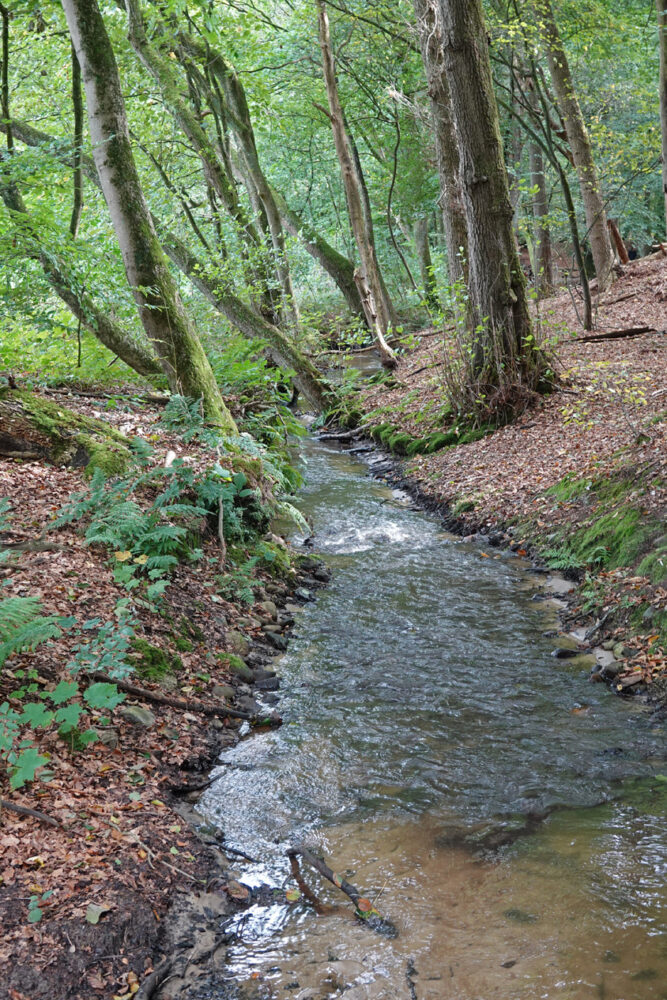 Springendalse Beek