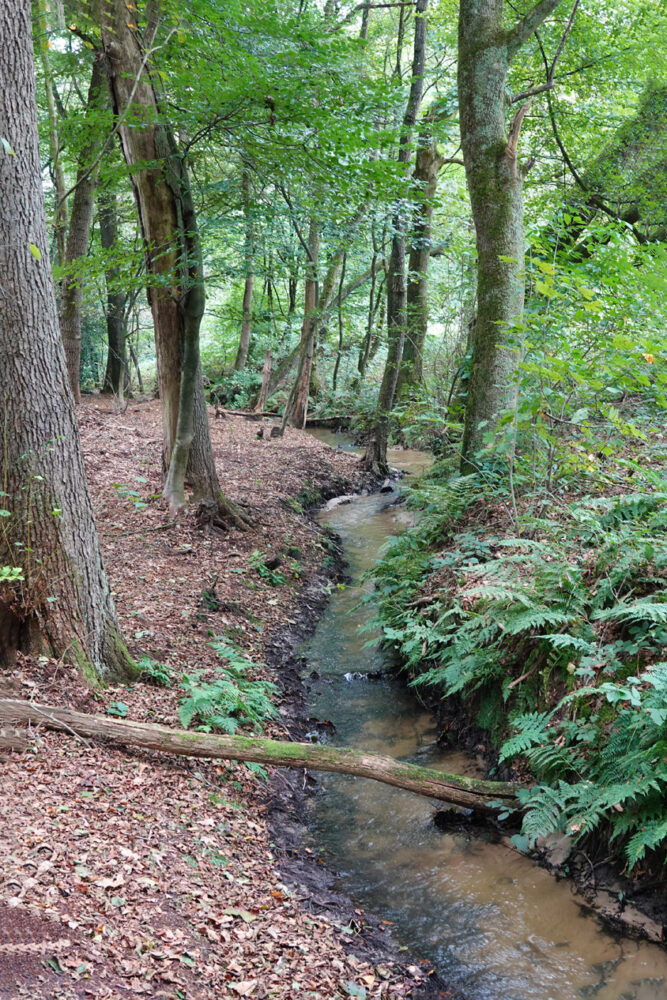 Springendalse Beek
