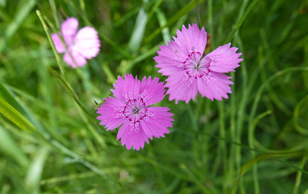 Steenanjer