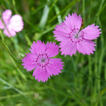 Steenanjer