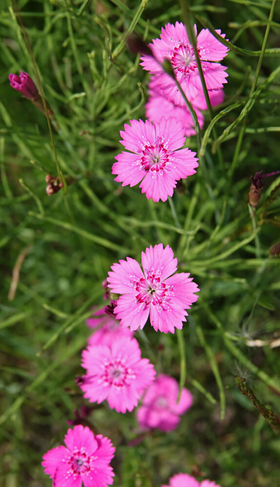 Steenanjer