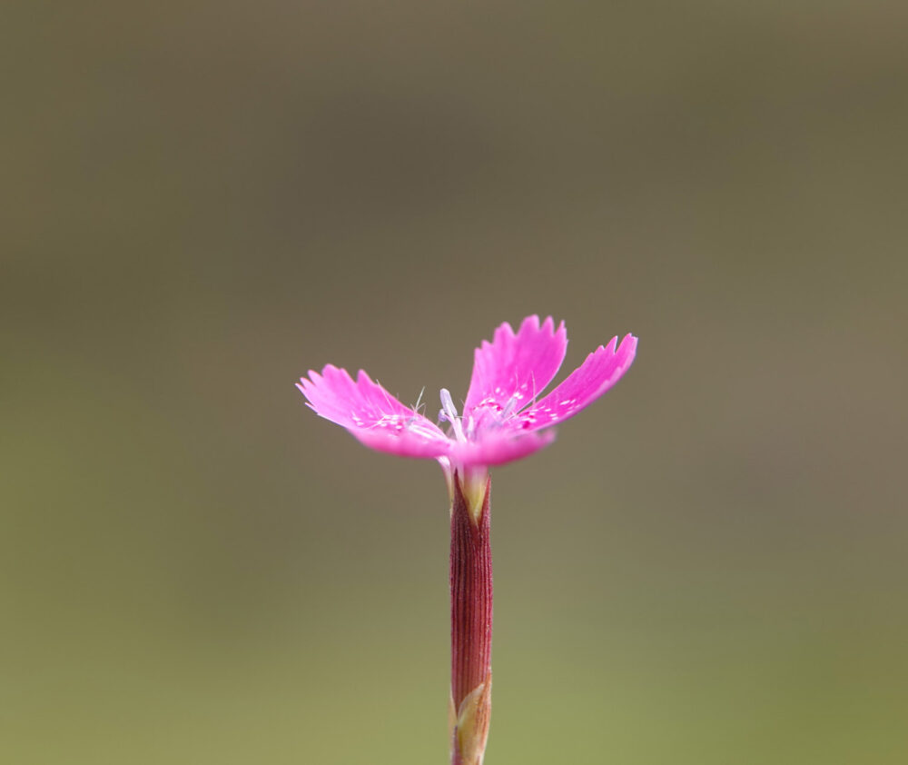 Steenanjer