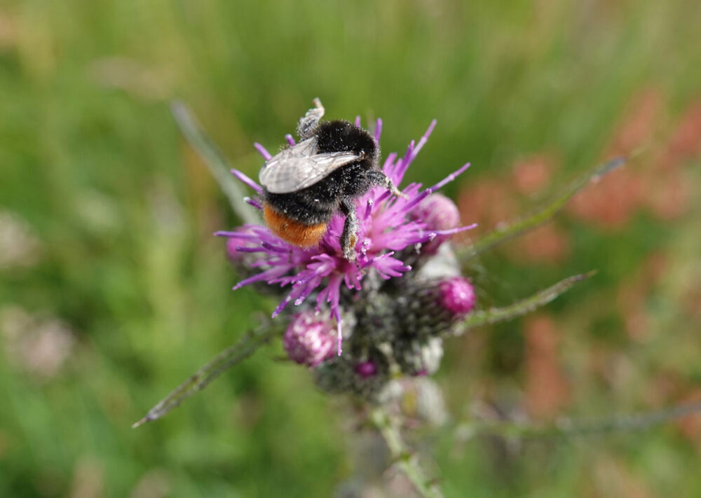 Steenhommel
