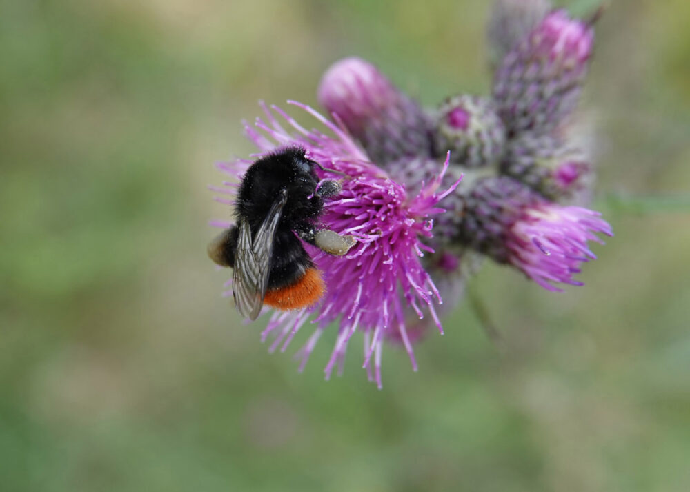Steenhommel