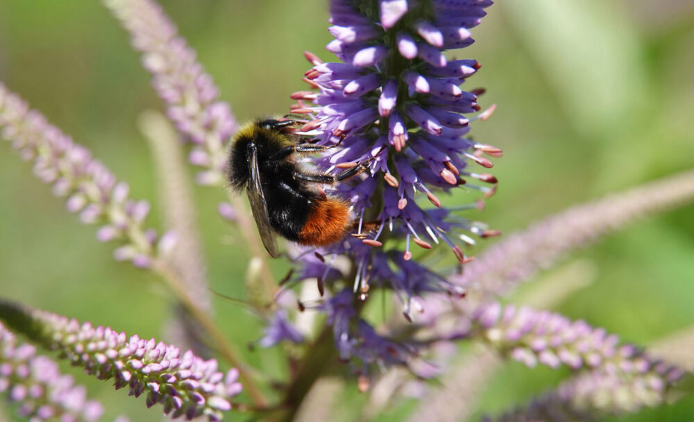 Steenhommel
