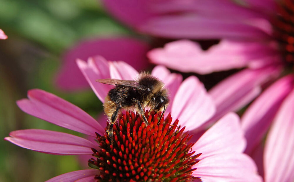 Steenhommel