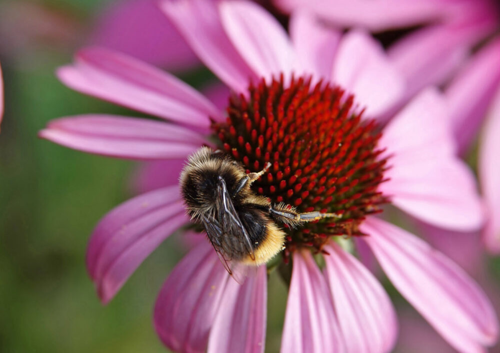 Steenhommel