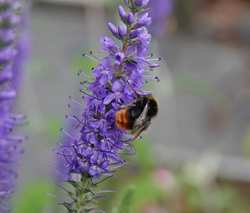 Steenhommel