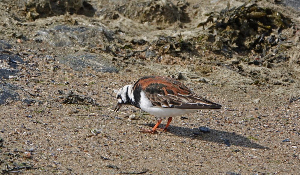 Steenloper