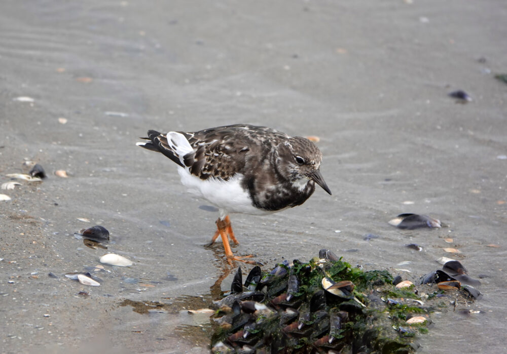 Steenloper op wad bij Den Helder